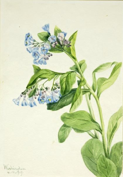 Virginia Bluebells (Mertensia virginica) | Smithsonian American Art Museum Virginia Bluebells, Painting Media, Search Page, Smithsonian Institution, Passion Project, Heritage Collection, Museum Collection, Botanical Illustration, American Art