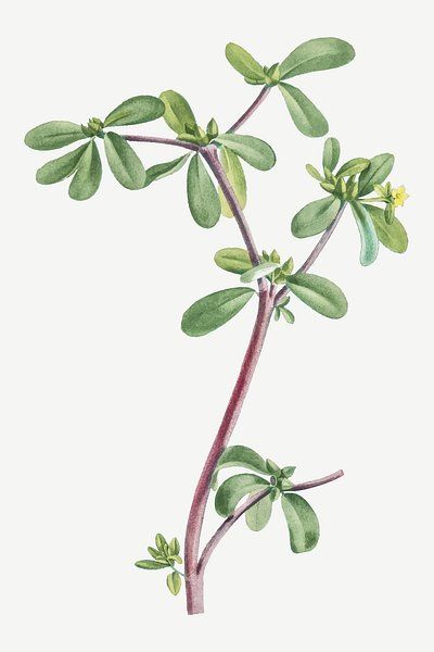 Portulaca Oleracea (Common Purslane) from Histoire | Free Photo Illustration - rawpixel Common Purslane, Portulaca Oleracea, Free Illustration Images, Download Free Images, Grasses, Creative Home, Photo Illustration, Free Photo, Free Image