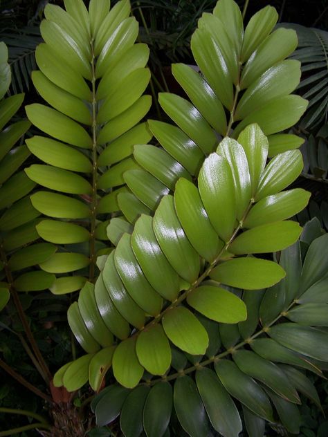 This is called Zamia there are several varieties. They have a fern type look : ) Types Of Ferns, Ornamental Plants, Room With Plants, House Plants Indoor, Foliage Plants, Ornamental Grasses, Large Plants, Tropical Garden, Tropical Plants