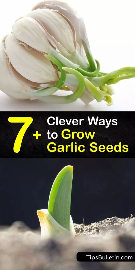 Garlic Seeds Planting, Garlic Varieties, When To Plant Garlic, Store Garlic, Garlic Garden, Hillside Gardening, Garlic Pasta Recipe, Garlic Butter Shrimp Pasta, Plant Garlic