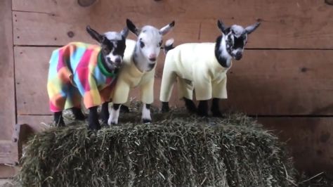 A group of 'kids' recently had a pajama party at and it was too adorable for words. Goats In Pajamas, Goats In Sweaters, Cute Pajama, Farm Kids, Cute Goats, Dairy Farm, Baby Goats, Dairy Farms, Cute Pajamas