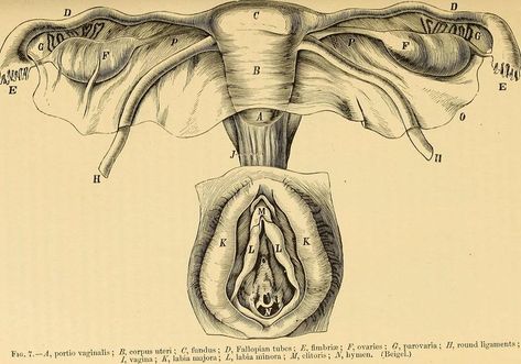 Female anatomy Vintage Anatomy, Female Body Art, Cartoon Crazy, Human Body Anatomy, Bio Art, Human Anatomy Art, Closer Quotes Movie, Medical Anatomy, Vintage Medical