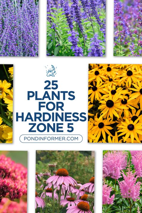 Maximize your Zone 5 garden's potential with our list of 25 plants! Whether you're planting perennials like astilbe or flowering shrubs like weigela, these plants offer beauty, durability, and ease of maintenance.  #Zone5Gardening #HardinessZone5Plants #GardeningTips #Zone5Flora #ColdHardyPlants #GardenDesign #Zone5Landscaping #WinterSurvivors #PerennialFavorites #Zone5Garden #HardinessZone5 #Winter #WinterClimate #PondInformer Zone 5 Plants Perennials, Zone 5b Perennials, Zone 5 Perennials Landscaping, Landscaping Zone 5, Zone 5 Flowers, Wisconsin Landscaping Ideas, Zone 5 Landscaping, Flowering Shrubs Full Sun, Zone 5 Plants