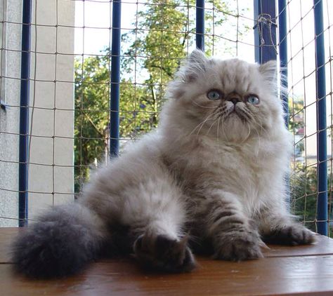 . Teacup Persian Cats, Himalayan Persian Cats, Persian Cats, Gorgeous Cats, Cute Kitten Gif, Great Cat, Animal Pics, Warrior Cat, Fluffy Cat