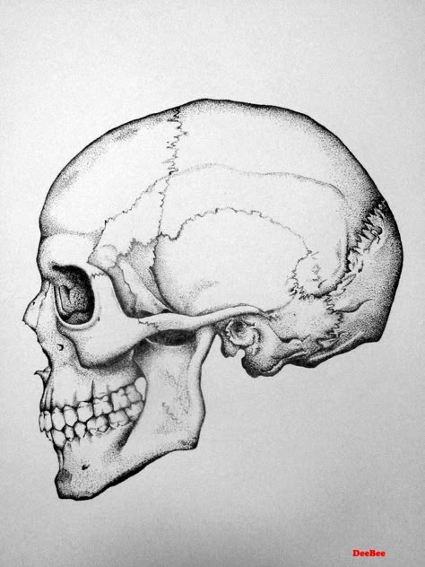 Human Skull Drawing, Skeleton Drawing, Skull Anatomy, Skull Reference, Skull Sketch, Flower Pattern Drawing, Skeleton Drawings, Profile Drawing, Drawing Hair Tutorial