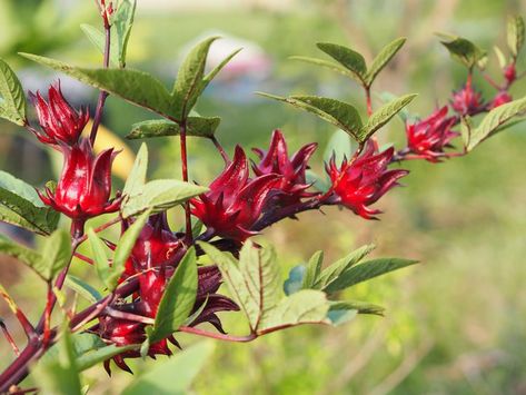 How to Plant and Grow Roselle Roselle Plant, Roselle Flower, Sorrel Plant, Apothecary Garden, Tomato Seedlings, Edible Seeds, Plant Names, Tea Plant, Hibiscus Plant