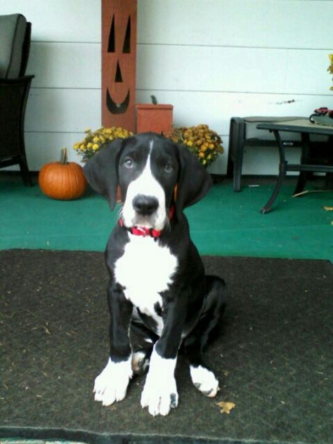 Major Mantle Great Dane @ 9weeks--ours is mixed with a pitbull. same colors- giant ears Mantle Great Dane, Nana Banana, Cute Dog Costumes, Dane Puppies, Great Danes, Great Dane Puppy, Dane Dog, Great Dane Dogs, Giant Dogs