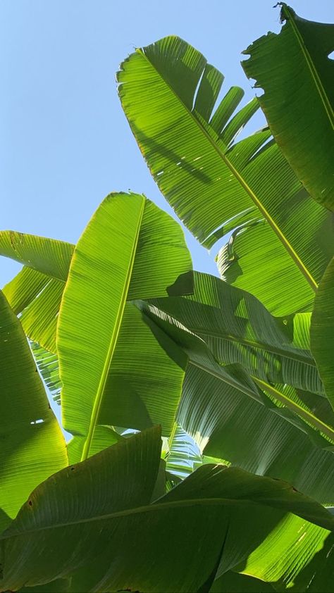 Banana Tree Wallpaper: Bring Tropical Vibes to Your Space Banana Tree Wallpaper, Keep Calm And Relax, Vacation Instagram, Banana Trees, Lock Screen Backgrounds, Food Art Photography, Best Wallpaper Hd, Banana Tree, 8k Wallpaper