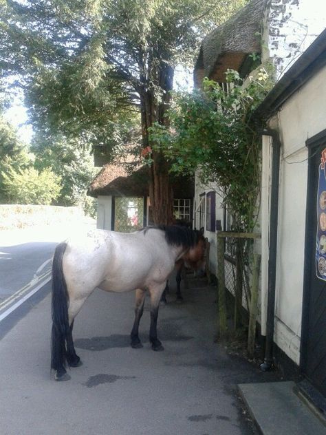 Burley, New Forest, Hampshire, England. Photography by Sheryl Anne Hunter. Burley New Forest, The New Forest England, Avebury England, Banbury Oxfordshire, New Forest England, New Forest Hampshire, Henley On Thames England, The New Forest Hampshire, Hampshire England