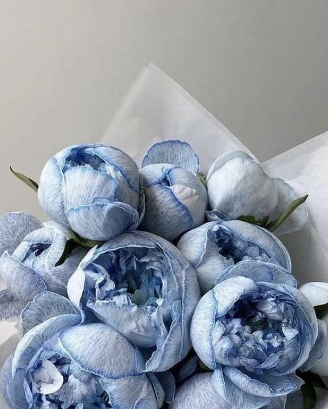 Fancy Flowers, Blue Peonies, Boquette Flowers, Nothing But Flowers, Peonies Bouquet, Flower Therapy, Beautiful Bouquet Of Flowers, Luxury Flowers, Beautiful Bouquet