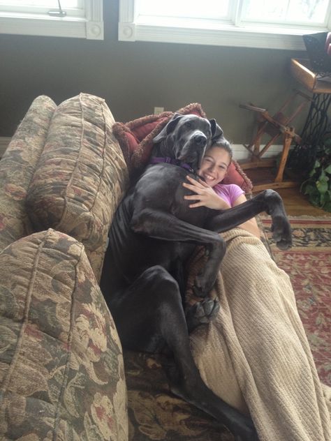 Great Dane snuggles Great Danes Black, Great Dane Puppy Black, Great Dane Puppy Aesthetic, Great Dane Merle, Grate Dane Puppies, Black Great Dane Aesthetic, Pets Crafts Preschool, Great Dane Aesthetic, Spotted Great Dane