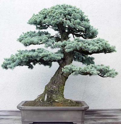 Blue Atlas Cedar...by John Naka | by bobbybonsai Cedrus Libani, Tree In A Pot, Blue Atlas Cedar, Colorado Blue Spruce, Picea Pungens, Japanese Plants, Bonsai Tree Types, Pine Bonsai, Bonsai Tree Care