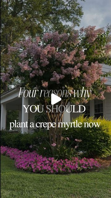 Crepe Myrtle Trees Landscaping, Crape Myrtle Tree Landscaping, Crape Myrtle Landscaping, Crepe Myrtle Bush, Crepe Myrtle Landscaping, Pink Crepe Myrtle, Crape Myrtle Tree, Crepe Myrtle Trees, Myrtle Tree