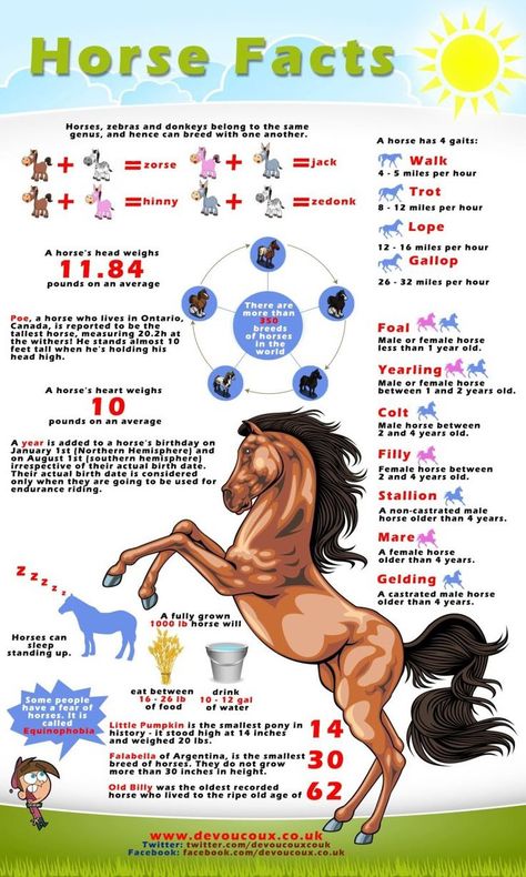 Horse Facts Interesting Facts About Horses, Horse Camp Ideas, Facts About Horses, Horse Lessons, Horse Information, Horse Knowledge, Horse Care Tips, Horse Facts, Horse Riding Tips