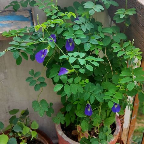 magic flower seeds Blue Butterfly Flower, Blue Pea Flower, Blue Butterfly Pea Flower, Germinate Seeds, Butterfly Plant, Sensitive Plant, Butterfly Plants, Butterfly Pea Flower, Butterfly Pea