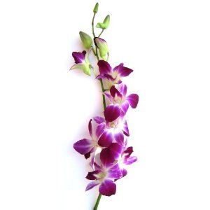 Fresh Flowers - Purple Dendrobium Orchids Hawaiin Flowers, Dendrobium Orchid, Floral Design Classes, Centerpiece Flower, Orchid Centerpieces, Dendrobium Orchids, Orchids Garden, Flowers Purple, Orchid Flowers