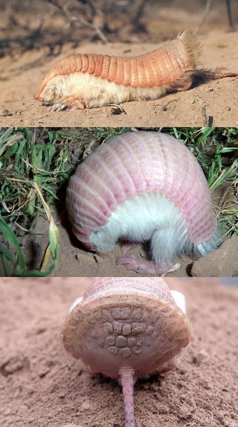 pink fairy armadillo Pink Fairy Armadillo, Fairy Armadillo, Biology Art, American Animals, Pink Fairy, Rare Animals, Creature Feature, When I Grow Up, Endangered Species