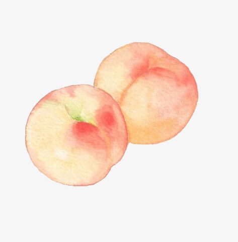 Frutas Aesthetic, Peach Drawing, Peach Illustration, Fruit Png, Peach Watercolor, Fruits Drawing, Peach Art, Peach Aesthetic, Rennaissance Art