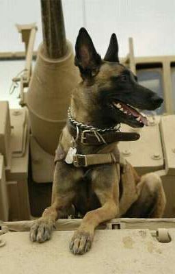 #wattpad #random son to Kyle raeken Belgium Malinois, Belgian Sheepdog, Belgian Malinois Dog, K9 Training, Military Working Dogs, Malinois Dog, Belgian Shepherd, Military Dogs, Belgian Malinois