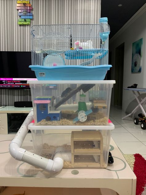 Hamster House Ideas Diy, Hamster Home Diy, Hamster Diy House, Ideas Para Hamster, Hamster House Diy, Hamster House Ideas, Diy Hamster Cage, Hamster Cage Ideas, Kandang Hamster