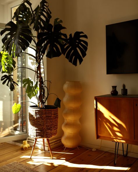 Morning light streaming in, making everything feel warm and peaceful. Ready to start the day with a little sunshine indoors 🌿☀️ How’s everyone’s morning looking? #interior #midcenturymodern #spaceage #altbau #apartment Morning Light, Start The Day, Space Age, Midcentury Modern, To Start, The Day, Apartment, Quick Saves