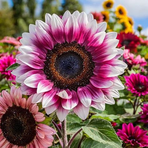 Amazon.com : ZEshops 50pcs Rare Strawberry Pink Sunflower Seeds - Non-GMO Heirloom Variety for Your Unique Garden : Patio, Lawn & Garden Sunny Disposition, White Sunflower, Pink Sunflowers, Sunflower Pictures, Organic Mulch, White Sunflowers, Strawberry Pink, Pink Strawberry, Outdoor Setting