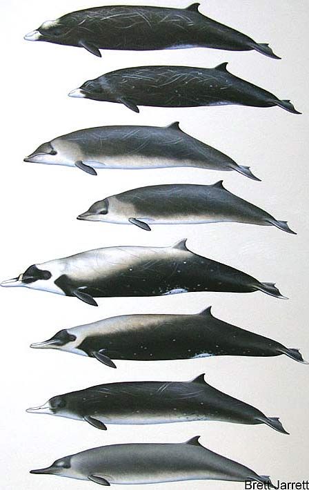 Odd Animals, Beaked Whale, Puzzle Ideas, Zoo Art, Save The Whales, Amazing Animal Pictures, Deep Diving, Big Group, Sea Dweller