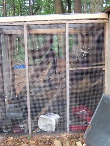 Need photo of Raccoon Enclosure Opossum Habitat, Raccoon Cage Ideas, Raccoon Enclosure Ideas, Pet Raccoon Enclosure, Raccoon Enclosure, Raccoon Habitat, Ferret Enclosure, Squirrel Video, Animal Enrichment