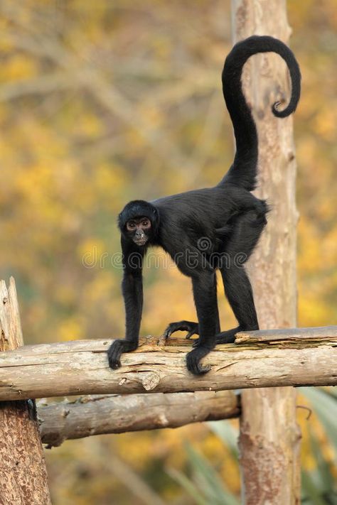 Spider monkey. View of a spider monkey on logs , #SPONSORED, #monkey, #Spider, #View, #logs, #spider #ad Drawing Monkey, Monkey Images, Tattoo Spider, Ugly Monkey, Spider Monkeys, Monkey Photography, Funny Monkey Pictures, Spider Man Spider, Jewelry Animals