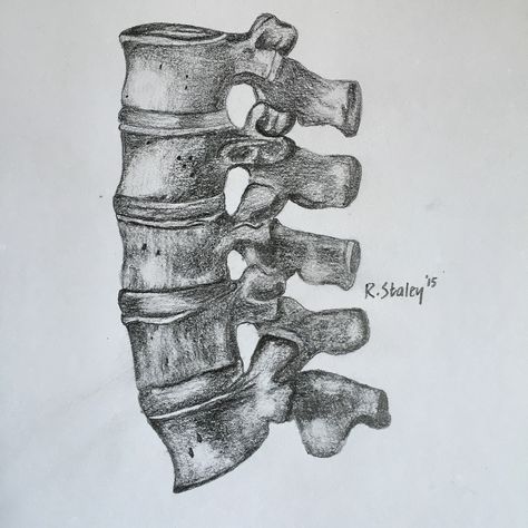 Spinal Vertebrae Anatomy, Anatomy Drawing Bones, Human Spine Drawing, Spine Drawing Easy, Spine Drawing Sketches, Spinal Cord Drawing, Vertebrae Drawing, Vertebrae Tattoo, Bone Sketch