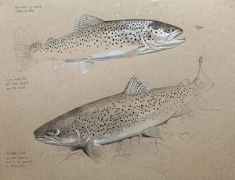 Salmon Drawing, Trout Tattoo, Trout Art, Sea Trout, Fly Fishing Art, Fishing Art, Fish Artwork, David Miller, Fish Species