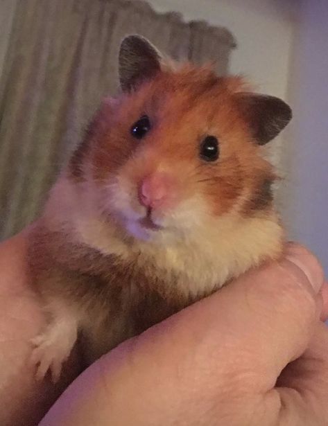 Orange Hamster, Hamster Pics, Cute Hamsters, Silly Animals, Cute Stuffed Animals, Hamsters, Animal Photography, Stuffed Animals, Animals And Pets