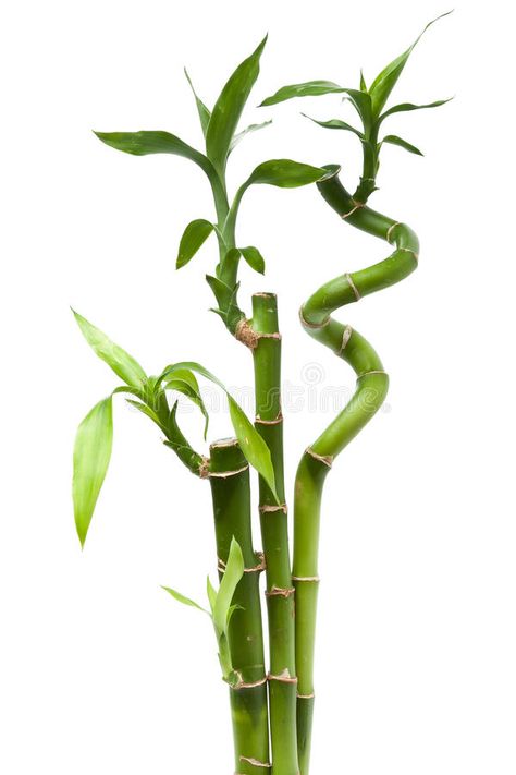 Lucky bamboo plant. (Dracaena sanderiana) against white background , #Ad, #plant, #Lucky, #bamboo, #Dracaena, #white #ad Lucky Bamboo Decor, Bamboo House Plant, Dracaena Sanderiana, Lucky Bamboo Plants, Bamboo In Pots, Bamboo Tattoo, Making Plant Pots, Bamboo Plant, Lucky Symbols