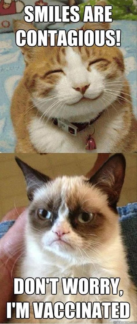 These 22 Caturday Memes Will Make Your Day Even Better - I Can Has Cheezburger? Grumpy Cat Quotes, Grumpy Cats, Humor Animal, Cat Jokes, Grumpy Cat Humor, Humor Memes, Cat Quotes, Funny Cat Memes, Funny Animal Memes