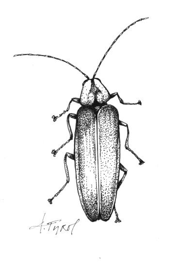 Illustration by Adelaide Tyrol Lightning Bug Sketch, Lightning Bug Tattoo Small, Realistic Firefly Tattoo, Firefly Drawing Illustration, Fireflies Drawing, Lighting Bug Tattoo, Firefly Sketch, Firefly Illustration, Lightning Bug Tattoo