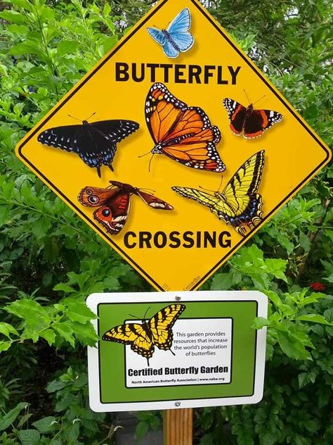 Butterfly Garden Certification Program - North American Butterfly Association Backyard Butterfly Garden, School Butterfly Garden, Nature Club, Preschool Garden, Butterfly Habitat, Milkweed Plant, Types Of Butterflies, Butterfly Project, Garden Butterfly