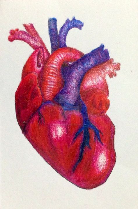 Realistic Heart - colored by wolfgirlhello on DeviantArt Realistic Heart Tattoo, Human Heart Drawing, Realistic Heart, Ceramic Pinch Pots, Anatomy Coloring Book, Color Pencil Sketch, 8th Grade Art, Heart Drawing, Heart Painting