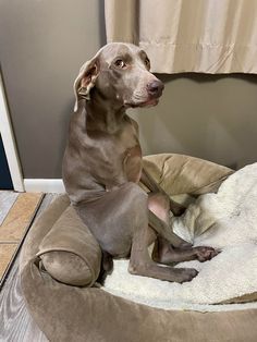 Weimaraner Tattoo, Weimaraner Funny, Weimaraner Puppy, Weimaraner Puppies, Jury Duty, Weimaraner Dogs, Cute Dog Photos, Dream Dog, Pitbull Puppies