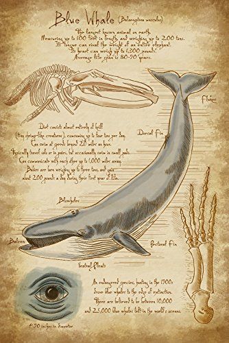 $12.99  -- Details can be found by clicking on the image. This is Amazon affiliate link. Pub Decor, Stock Art, Modern Photography, Blue Whale, Antique Maps, Art Ink, Metal Artwork, Aluminium Art, Hanging Art