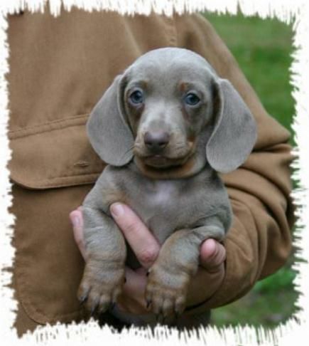 Paul David will be buying this for me one day :) Isabella And Tan Dachshund, Fawn Dachshund, Isabella Dachshund, Smooth Dachshund, Dachshund Drawing, Blue Dachshund, Miniature Puppies, Dachshund Funny, Dachshund Puppies For Sale