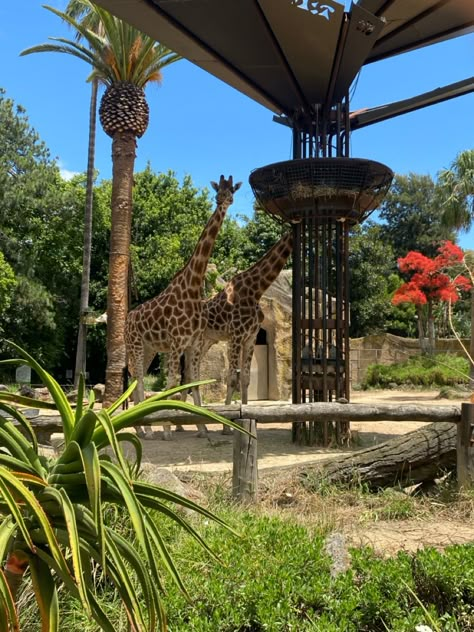 #giraffe #animals #aesthetic #zoo #1 Zoooligst Aesthetic, Zoo Asthetic Picture, Zooaligest Aesthetic, Zoo Aesthetic, Animals Aesthetic, City Zoo, Saint James, St James, She & Him