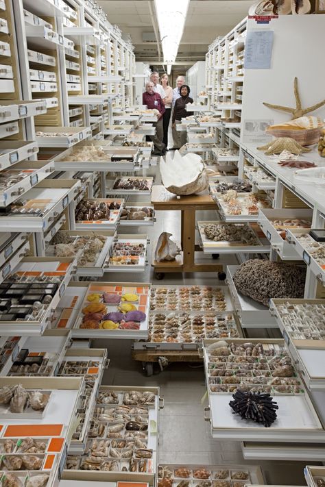 collection drawers showing invertebrates Museum Storage, National Museum Of Natural History, Art Coquillage, Smithsonian Museum, Modern Magic, Museum Displays, Museum Of Natural History, Pink House, Natural History Museum