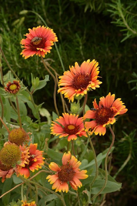 Indian Blanket Flower, Peachy Flowers, Colorado Flowers, Yard Crashers, Nature Illustrations, Blanket Flower, Window Box Flowers, Indian Blankets, Flower Photoshoot