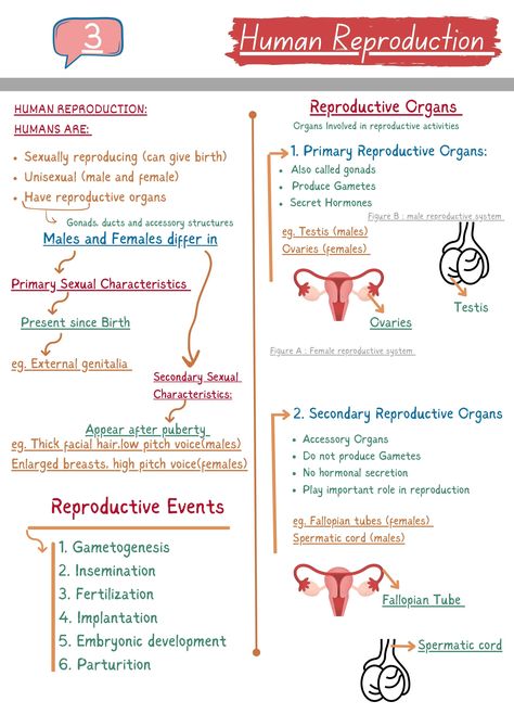 Human Reproduction NCERT NOTES Reproductive System Notes Aesthetic, Human Reproduction Mind Map, Reproductive Health Notes Class 12, Biology Reproduction Notes, Human Reproductive System Notes, Male Reproductive System Notes, Female Reproductive System Notes, Human Reproduction Notes, Reproductive System Notes