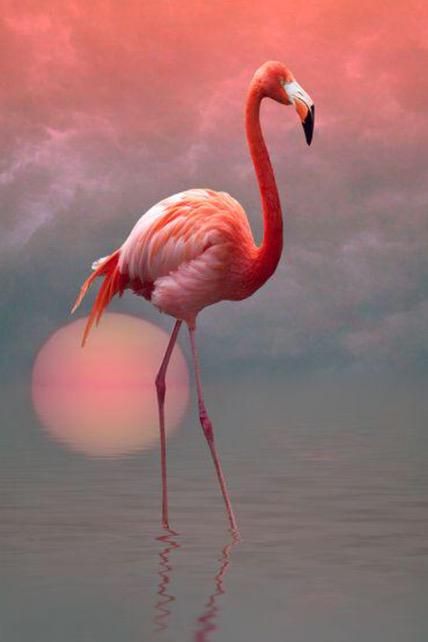 If the photographer had waited another 20 minutes to take the pic it would have looked like the flamingo had rectal prolapse! Eingebettetes Bild Pink Flamingo, Flamingo, Water, Pink