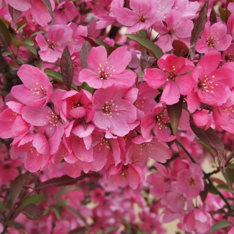 SHOW TIME™ Flowering Crabapple - Proven Winners ColorChoice Flowering Shrubs Deer Proof Plants, Flowering Crabapple, Shade Shrubs, Growing Hydrangeas, Street Trees, Show Time, Planting Shrubs, Proven Winners, Liquid Fertilizer