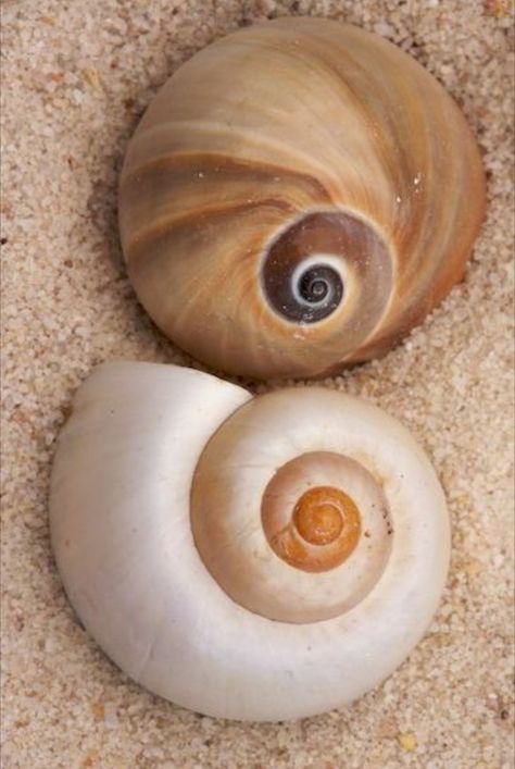 Art Coquillage, Beautiful Shells, Shells And Sand, Stella Marina, Ocean Treasures, Shell Collection, She Sells Seashells, Snail Shell, Shell Beach