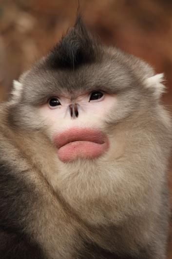 The Yunnan snub-nosed monkey, a very rare weirdly nosed monkey from China that they didn't "discover" until the 1990s. It's diet consists of lichen which takes 10-15 years to recover which means they have to wander over a very large range. They also are the primate that lives at the highest elevation, except for man. Snub Nosed Monkey, Regard Animal, Regnul Animal, Interesting Animals, A Monkey, Unusual Animals, Rare Animals, Airbrush Art, The 1990s