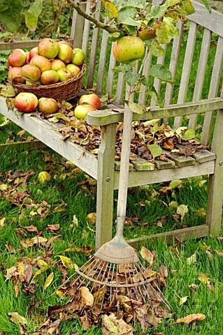 Apple Bobbing, Pile Of Leaves, Raking Leaves, Vibeke Design, Harvest Time, Fabulous Fall, Autumn Harvest, Autumn Beauty, Apple Tree