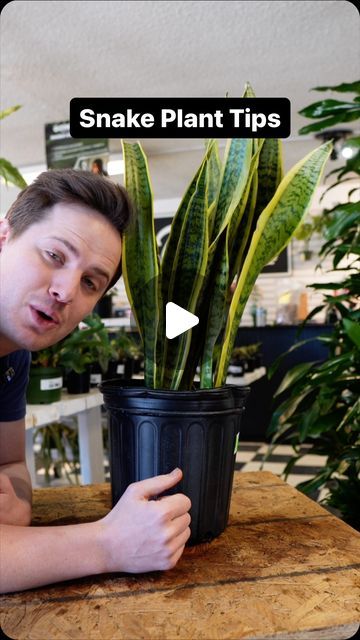 Tanner Mitchell on Instagram: "Snakes are some of the simplest and easiest houseplants to grow- but there are still misconceptions when it comes to growing them! These tips will help you be successful. #plantsofinstagram #plantsplantsplants" Snake Plant Care, Easy Baby Food Recipes, Kitchen Ideas Modern Luxury, Indoor Plant Care, Snake Plant, Be Successful, Garden Beds, Green Thumb, Snakes